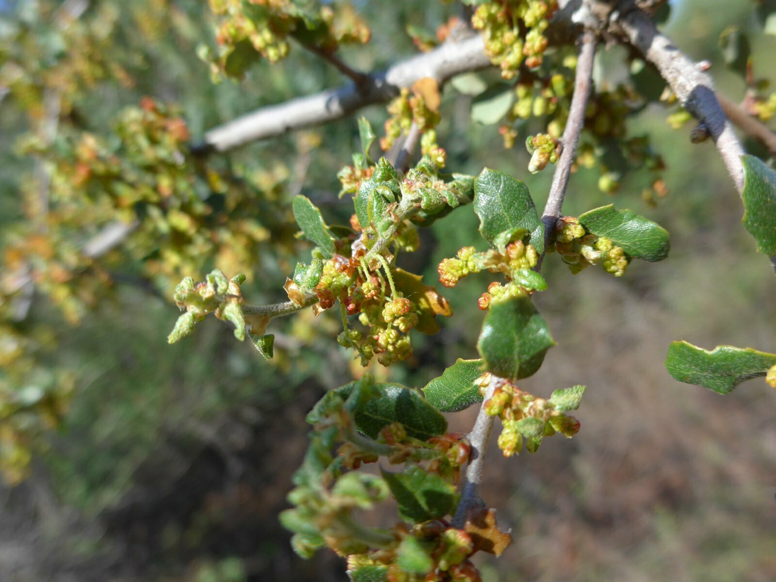 High Resolution Quercus sp Leaf